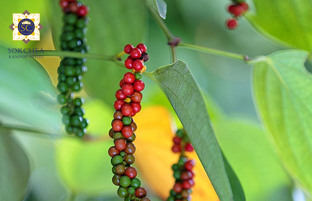 Kampot Pepper