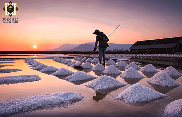 Kampot Salt field