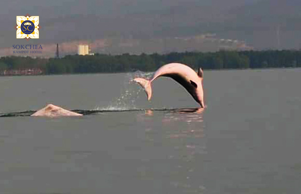 Dulphin Kampot