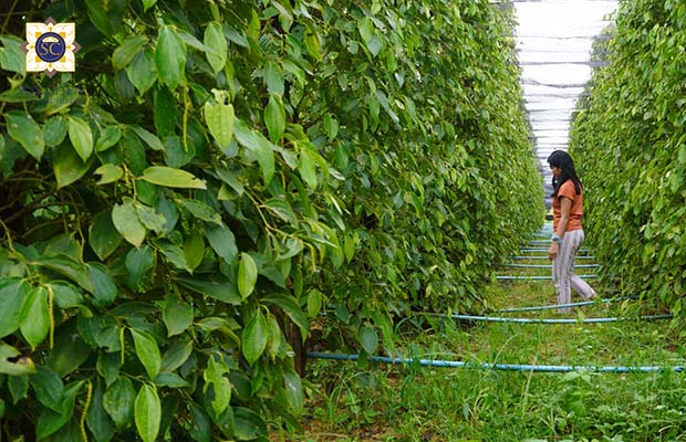 Kampot Pepper